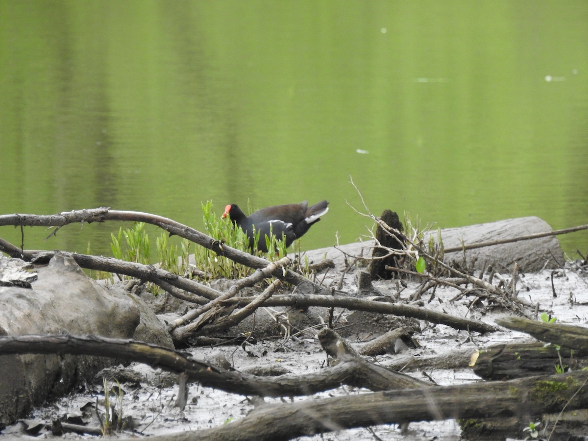 Common Gallinule - Mike Slaven