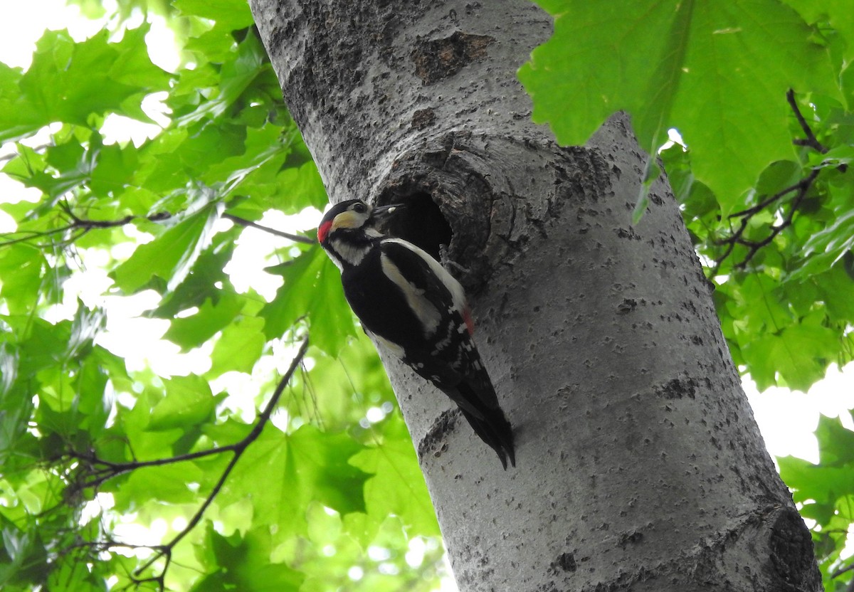 Great Spotted Woodpecker - ML618612790