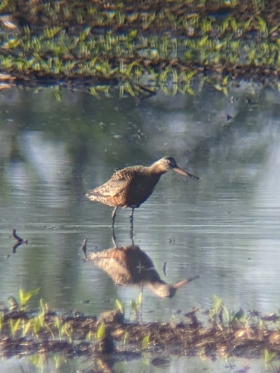 Hudsonian Godwit - Josh Cullum