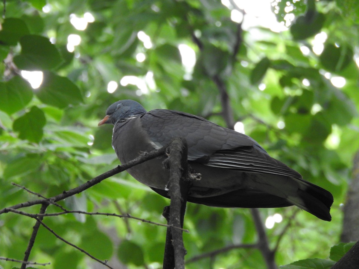 Common Wood-Pigeon - ML618612805