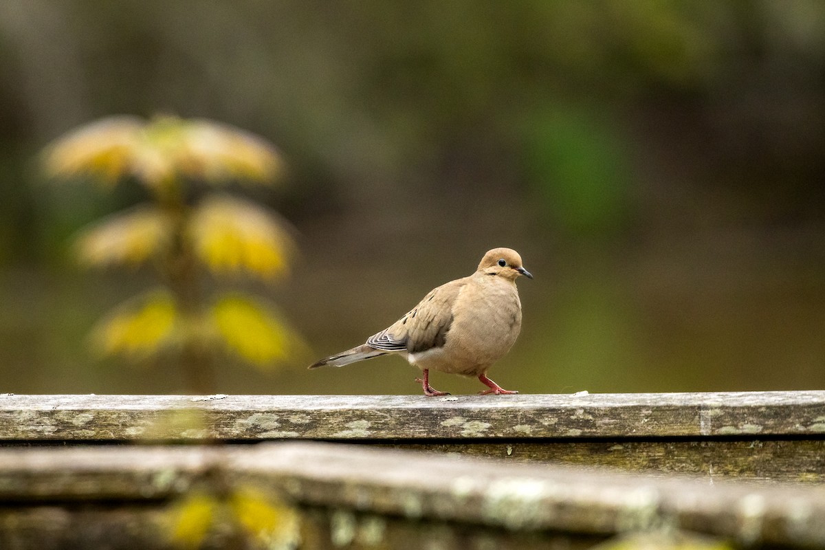 Mourning Dove - ML618612810