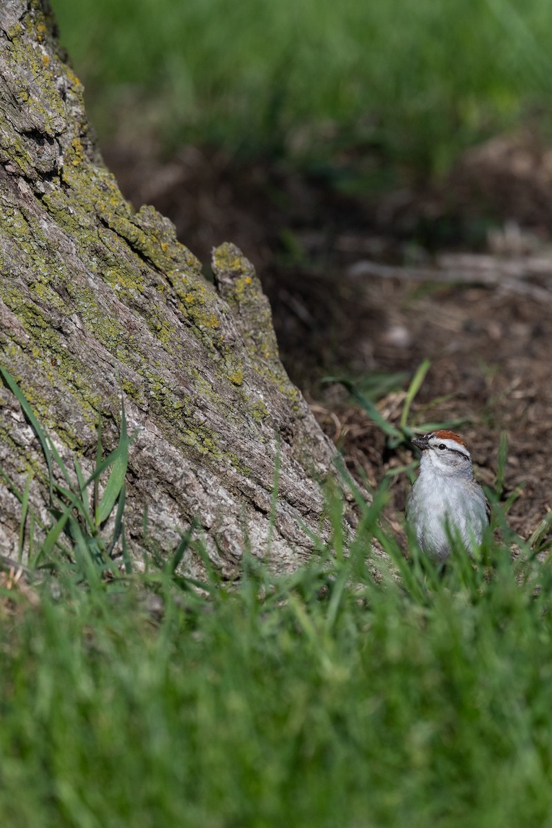 Chipping Sparrow - ML618612825