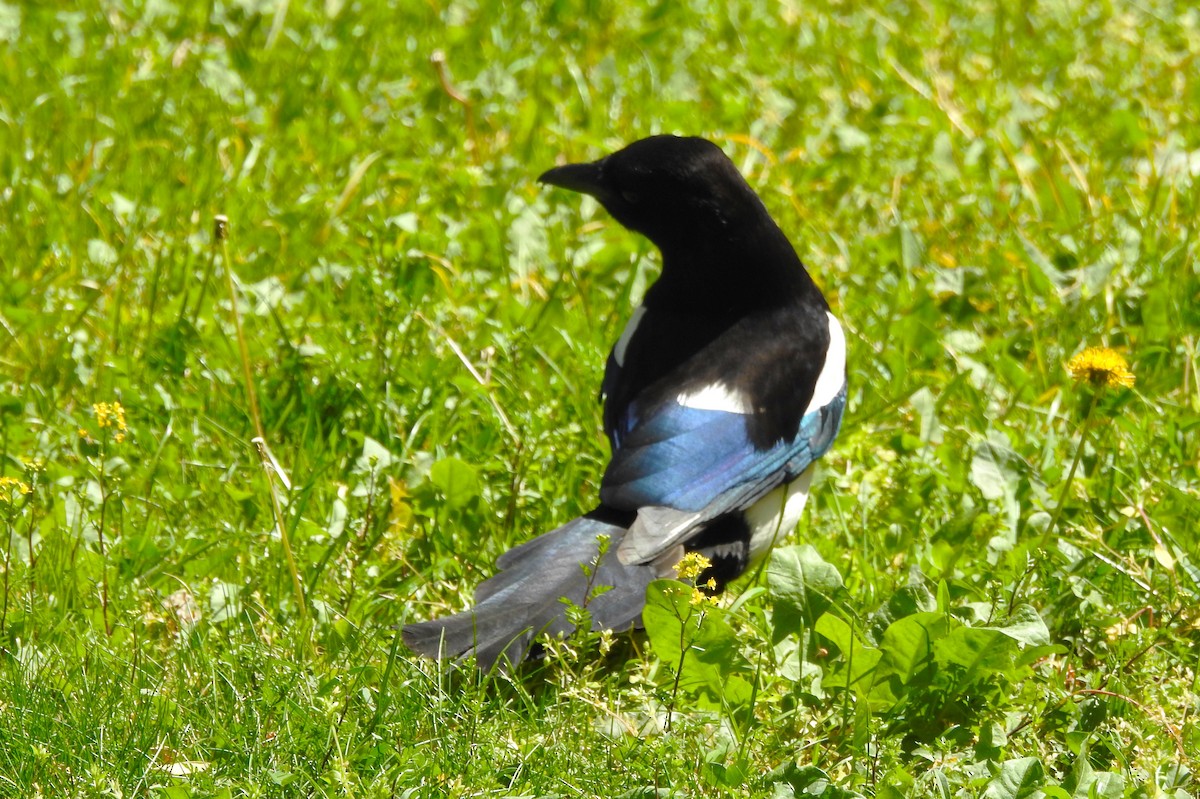 Eurasian Magpie - ML618612865