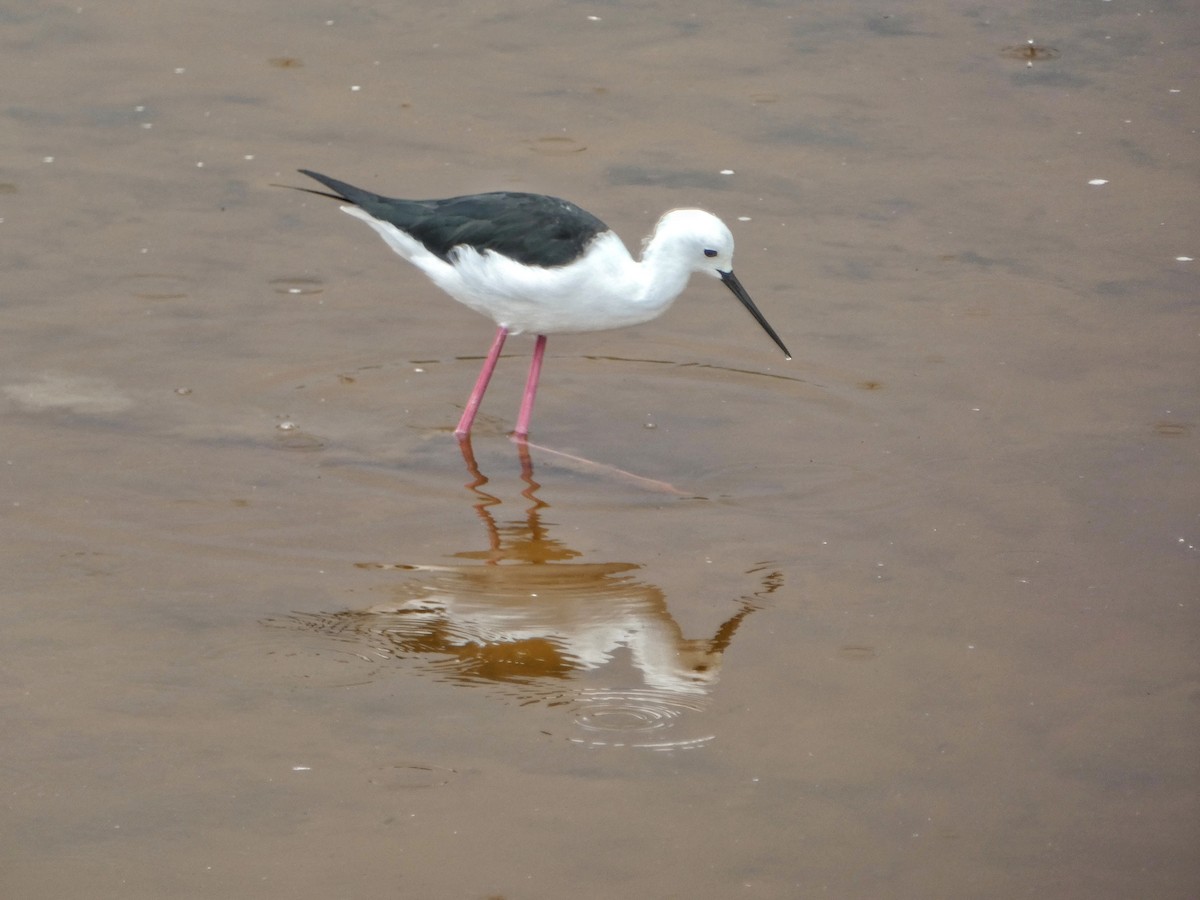 Black-winged Stilt - ML618612866