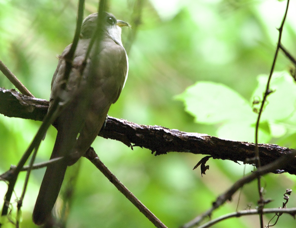 Yellow-billed Cuckoo - Craig Rasmussen