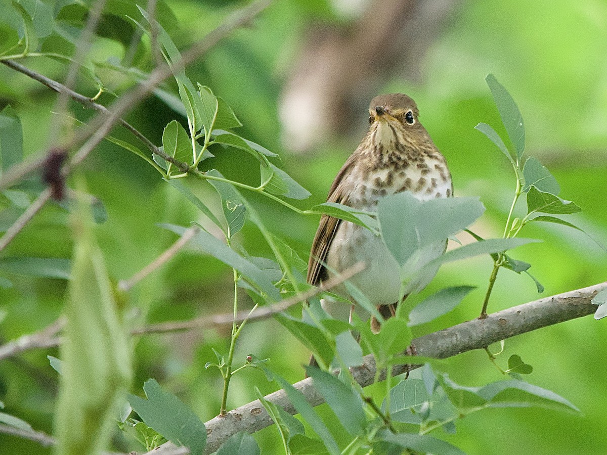 Swainson's Thrush - Craig Rasmussen