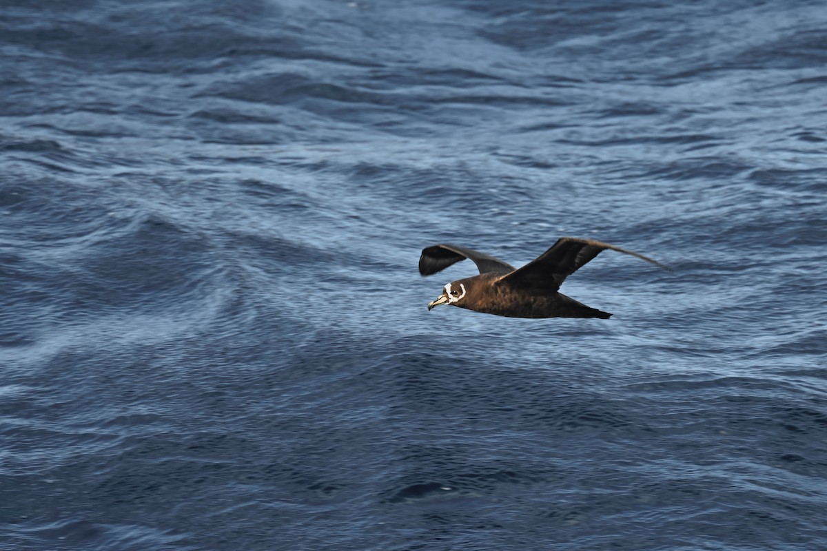 Spectacled Petrel - ML618612909