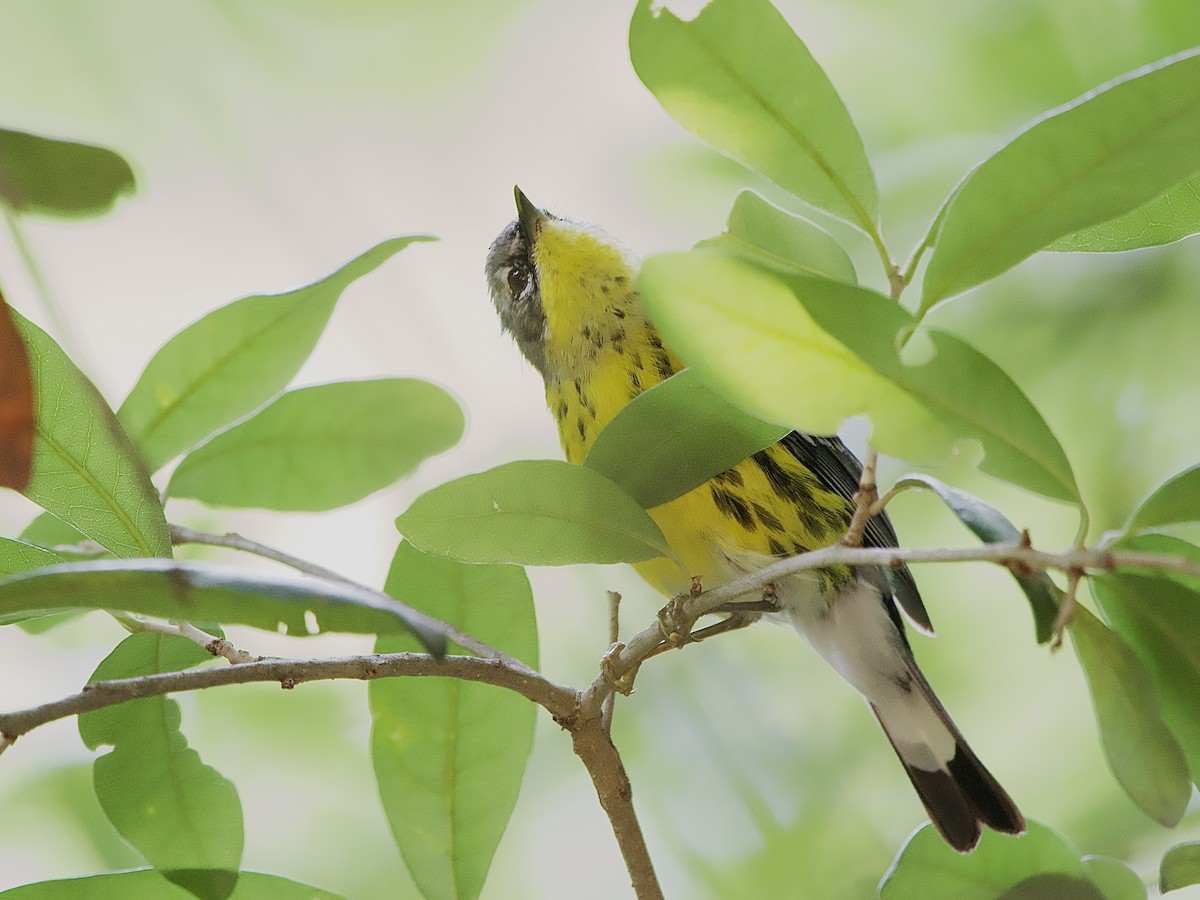 Magnolia Warbler - Craig Rasmussen