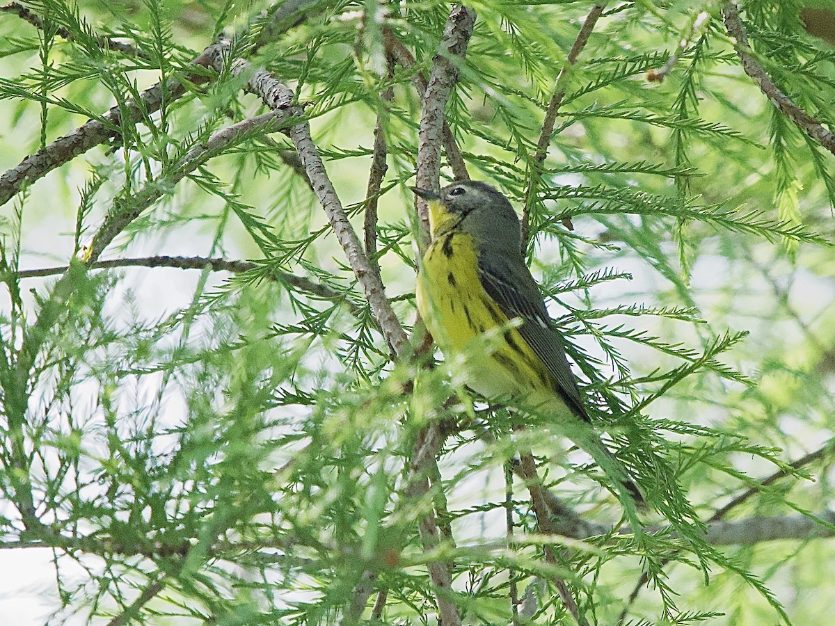 Magnolia Warbler - Craig Rasmussen