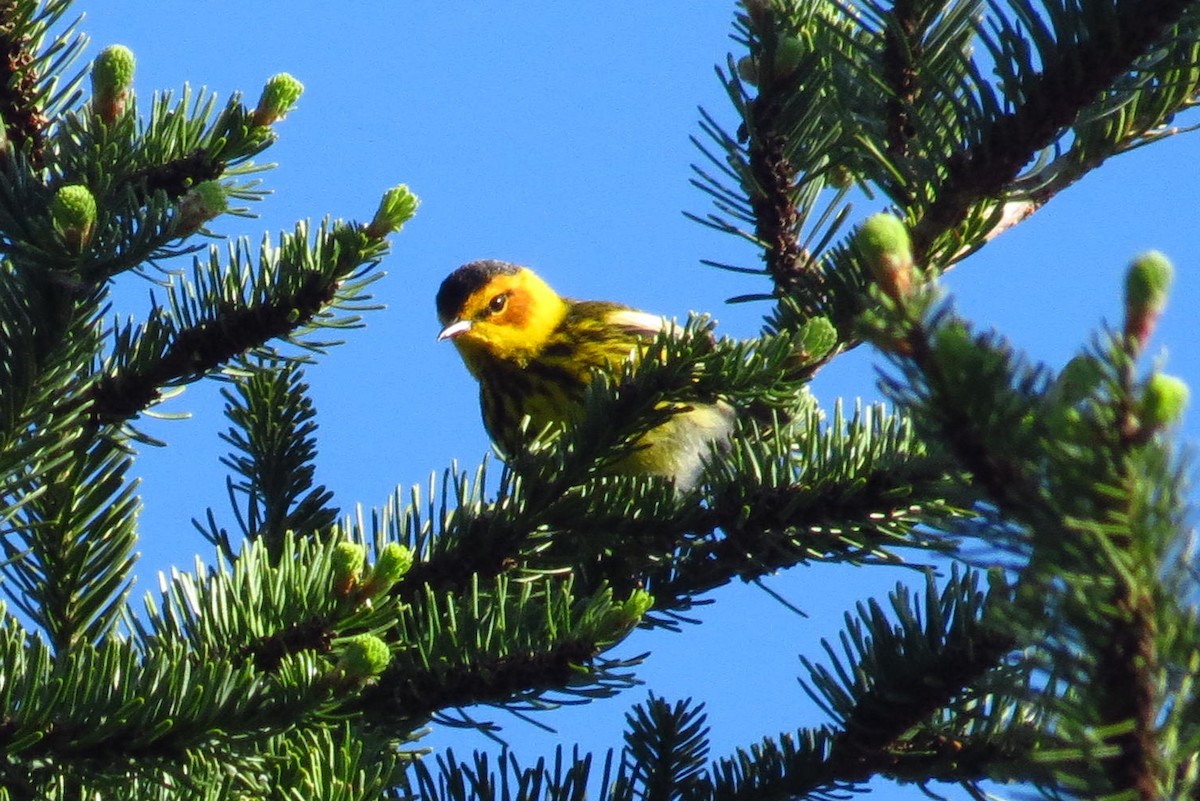 Cape May Warbler - ML618612940