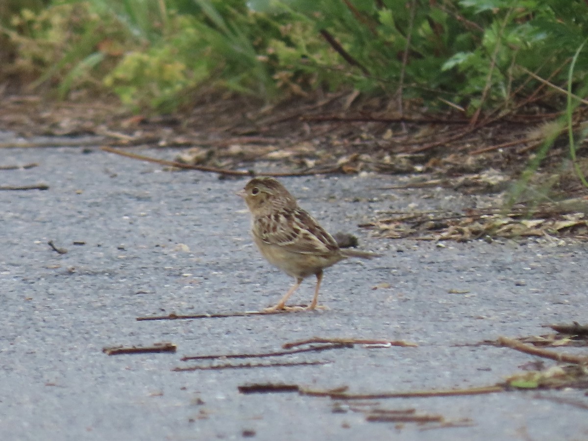 Grasshopper Sparrow - ML618612960