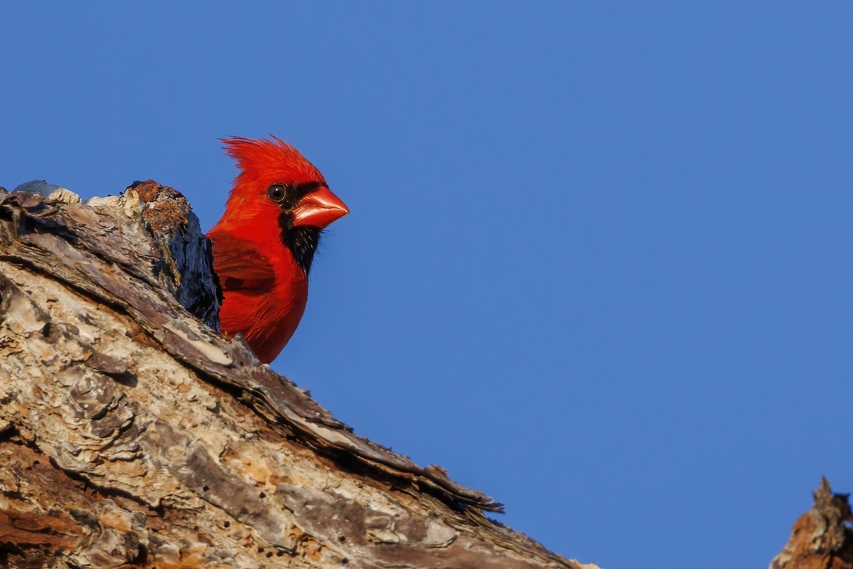 Northern Cardinal - ML618612963