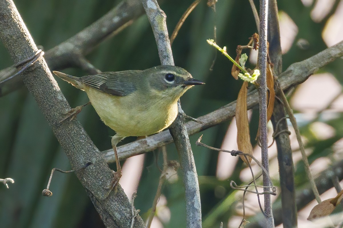 Black-throated Blue Warbler - Patty and Pedro Gómez