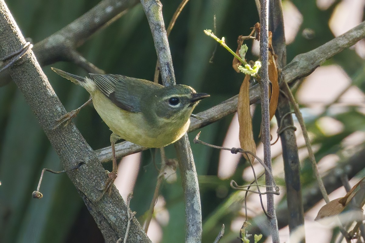 Black-throated Blue Warbler - ML618612969