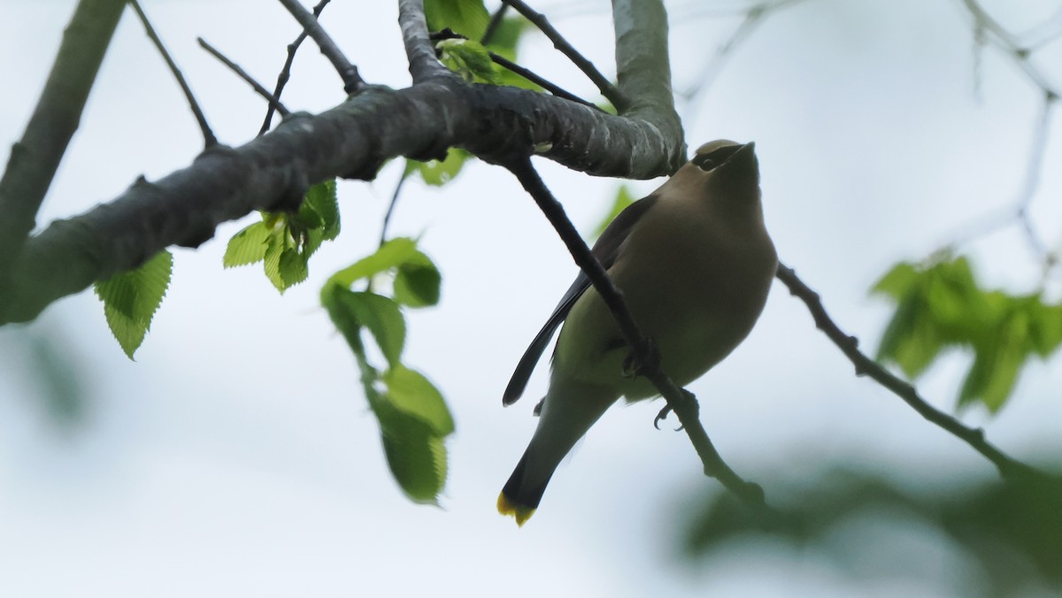 Cedar Waxwing - Mike Grant