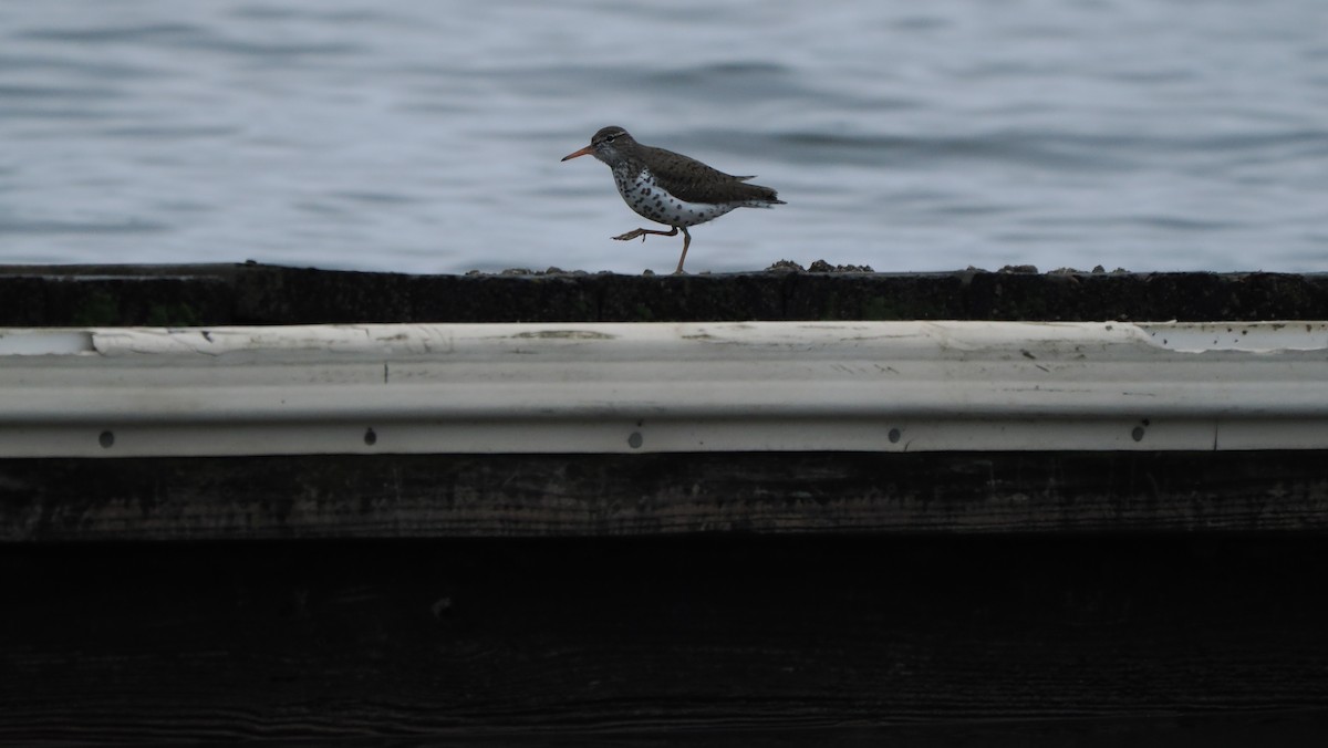 Spotted Sandpiper - ML618612980