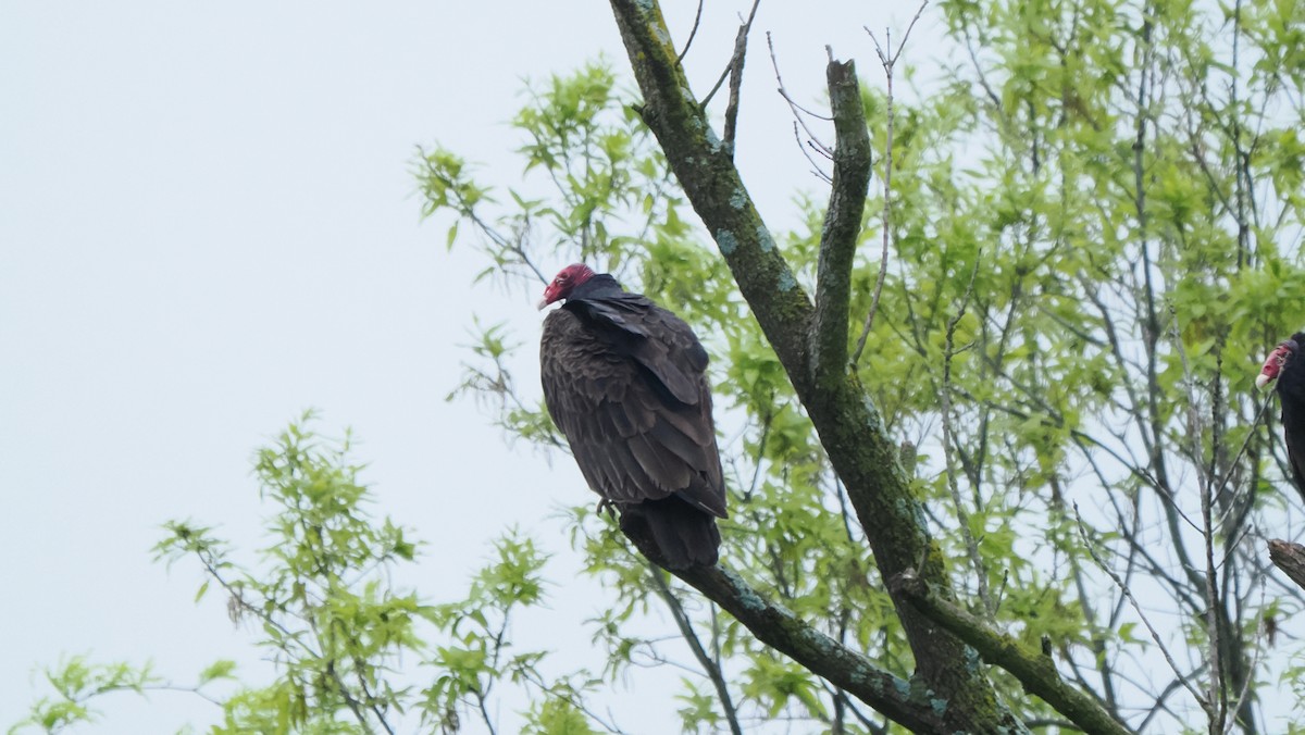 Turkey Vulture - ML618613009