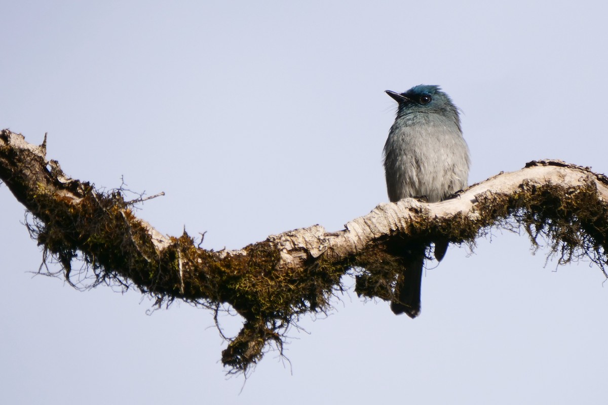 Dull-blue Flycatcher - ML618613025