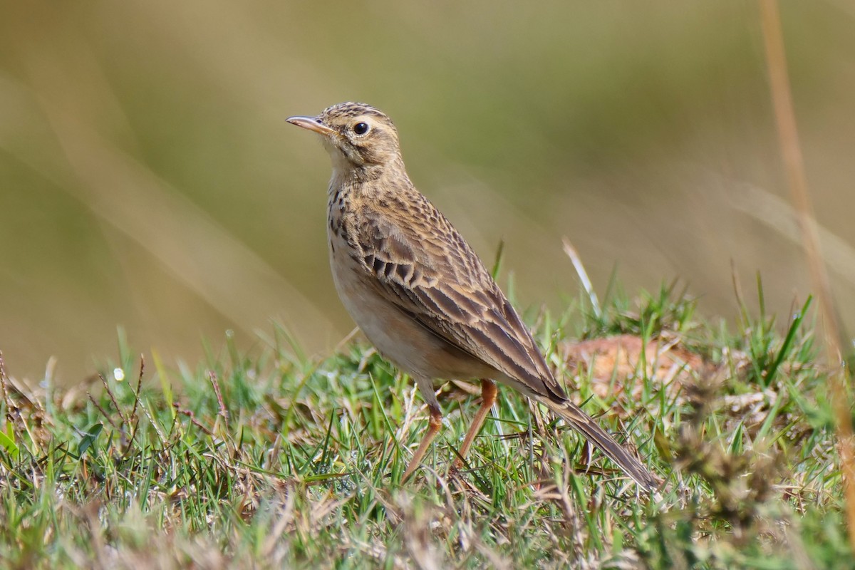 Paddyfield Pipit - Henry Cook