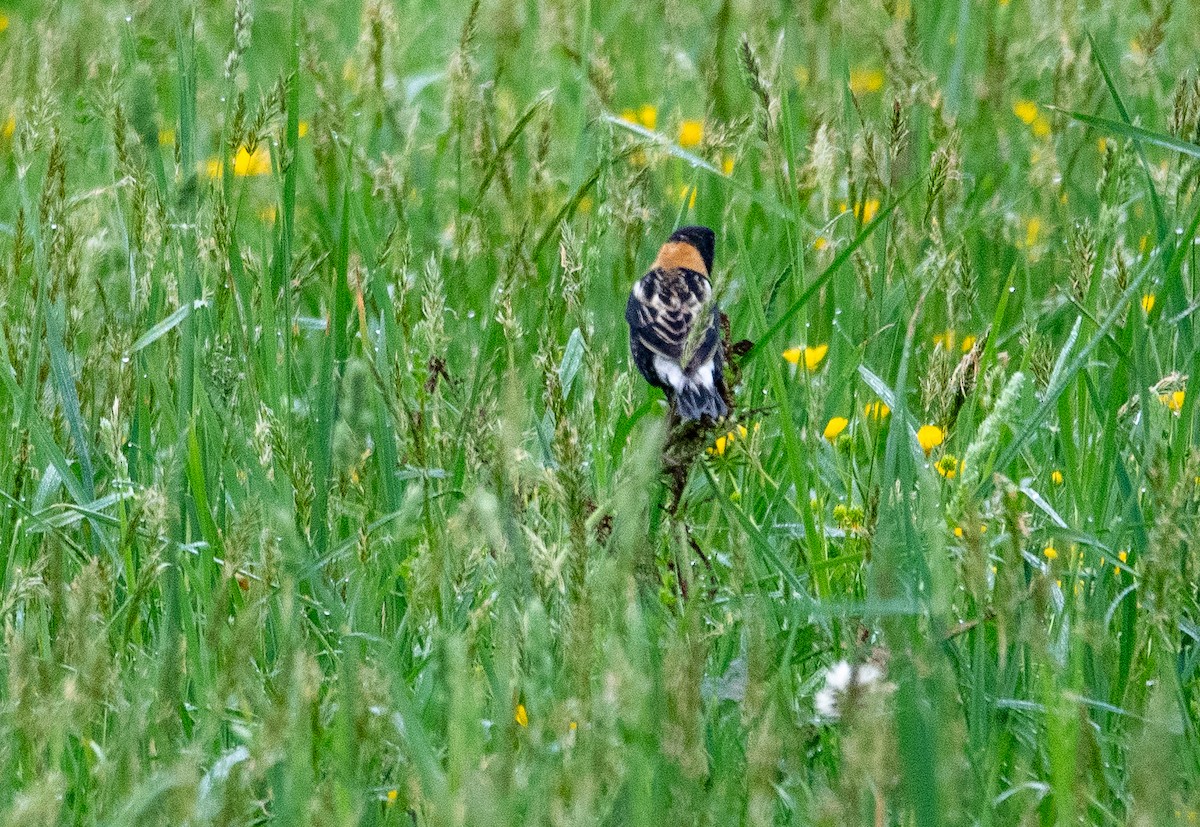 Bobolink - cynthia mullens