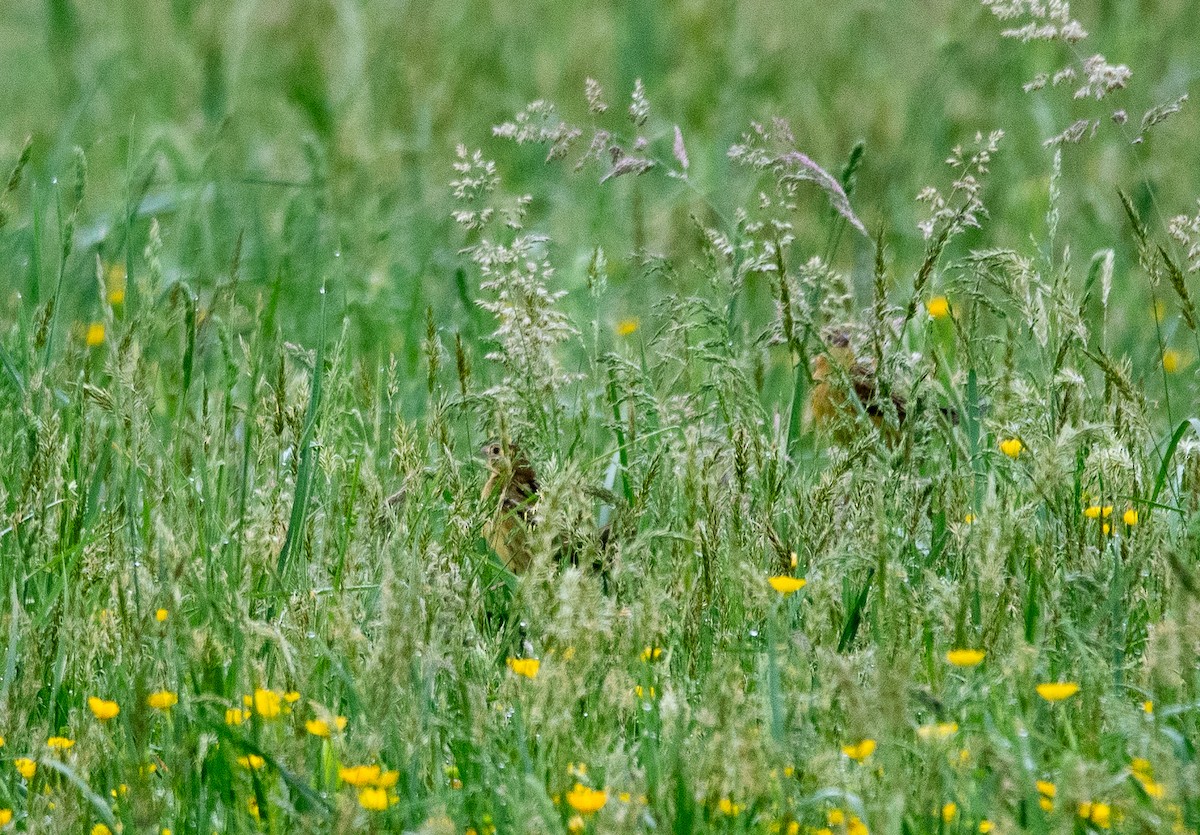 bobolink americký - ML618613097