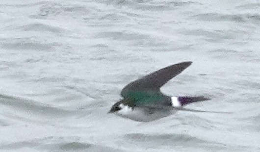 Violet-green Swallow - ML618613104