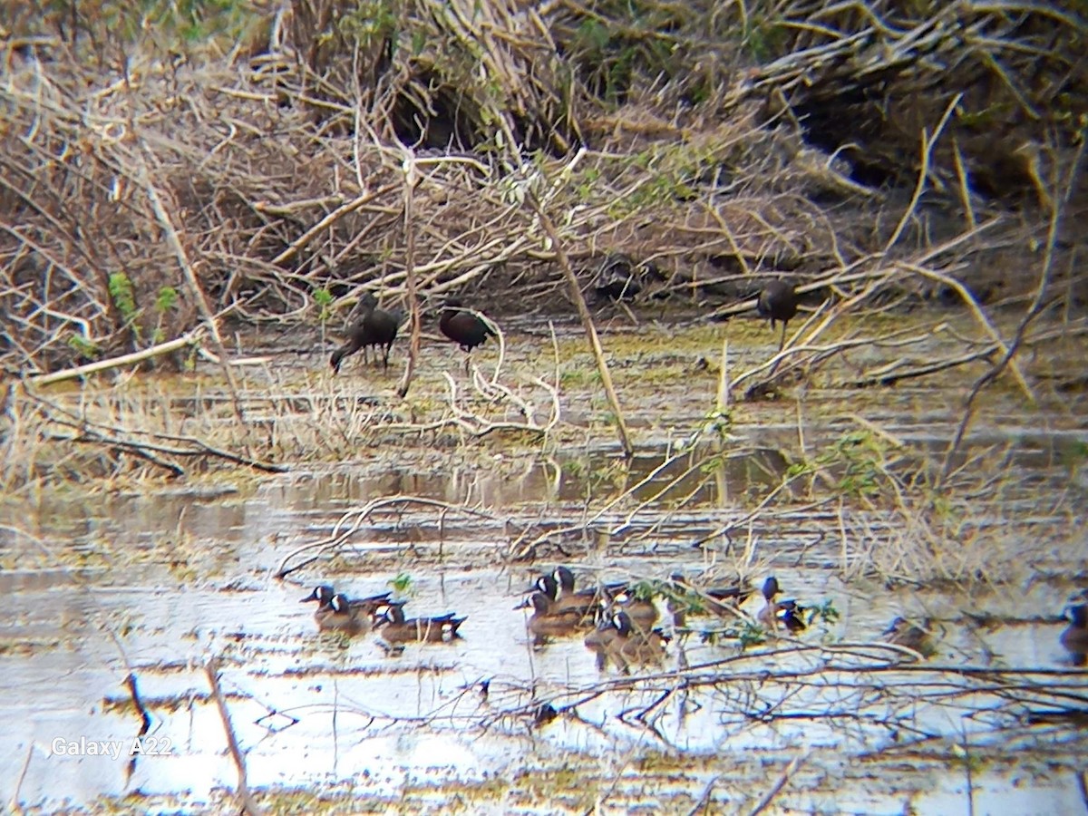 Glossy Ibis - ML618613112