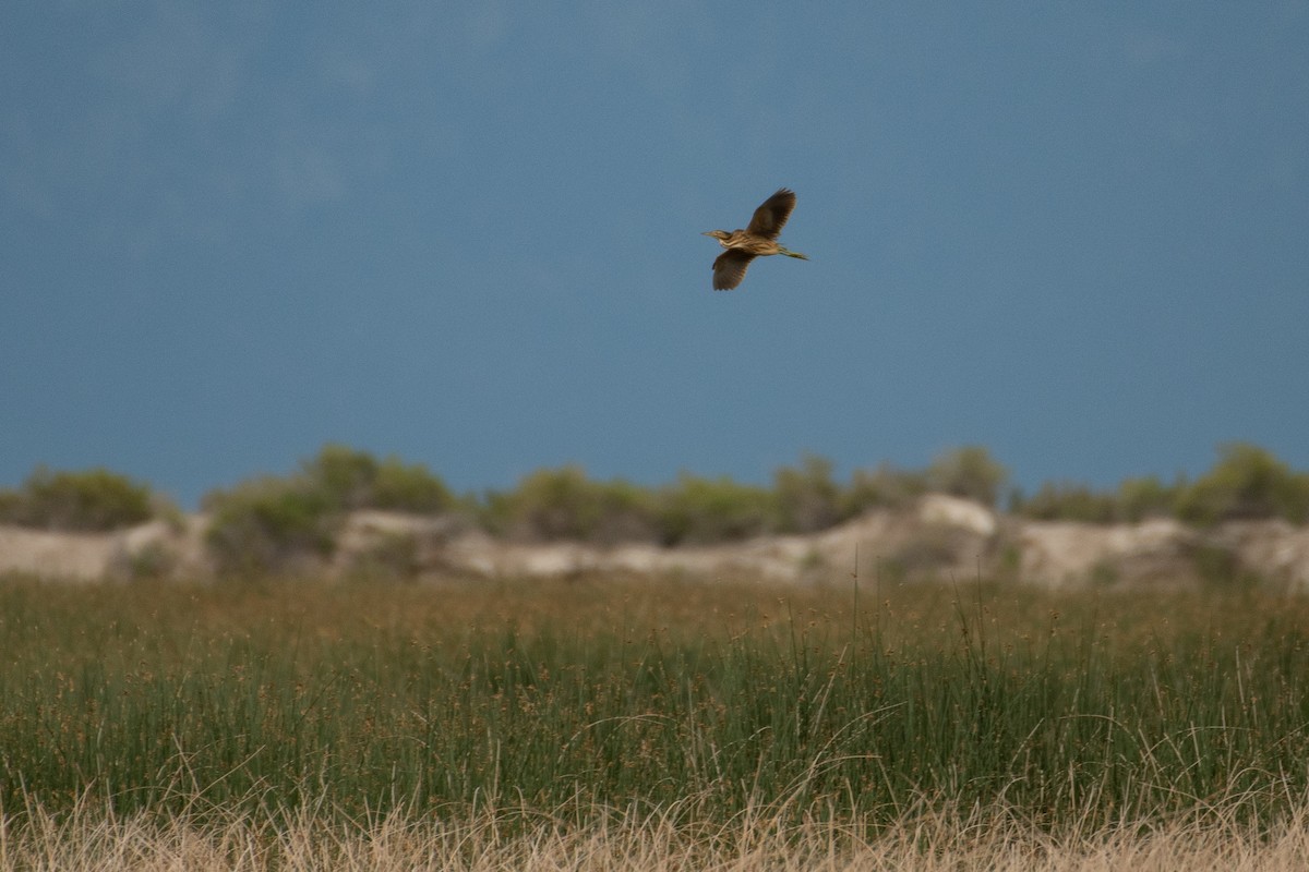 American Bittern - ML618613132