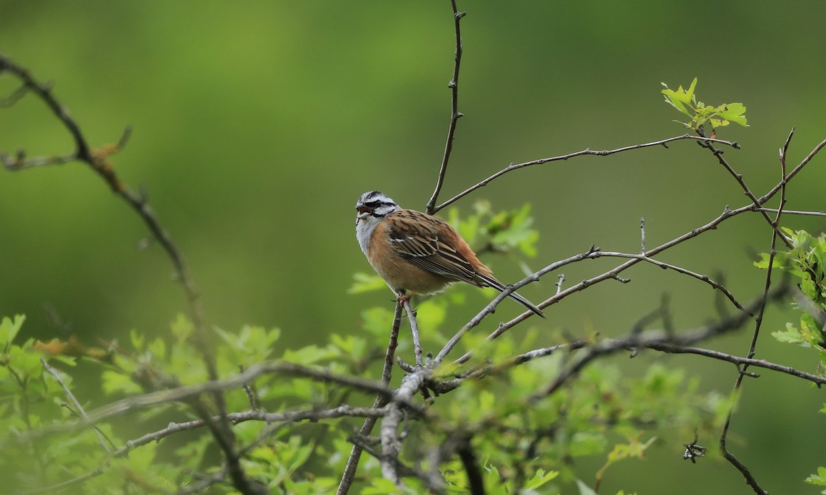 Rock Bunting - Sigrid & Frank Backmund