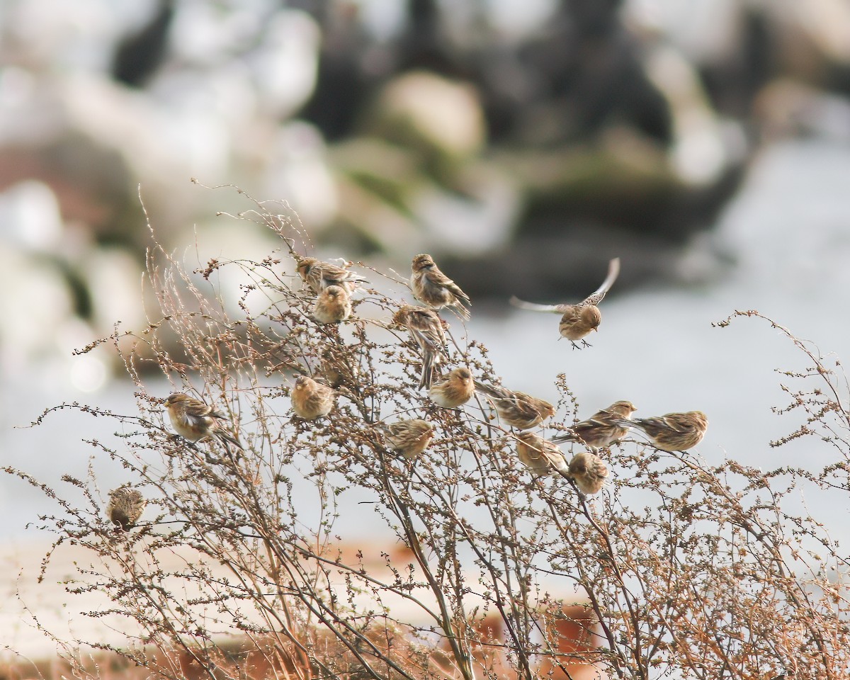 Twite - Per Smith