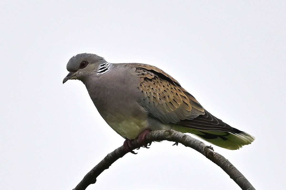 European Turtle-Dove - ML618613179