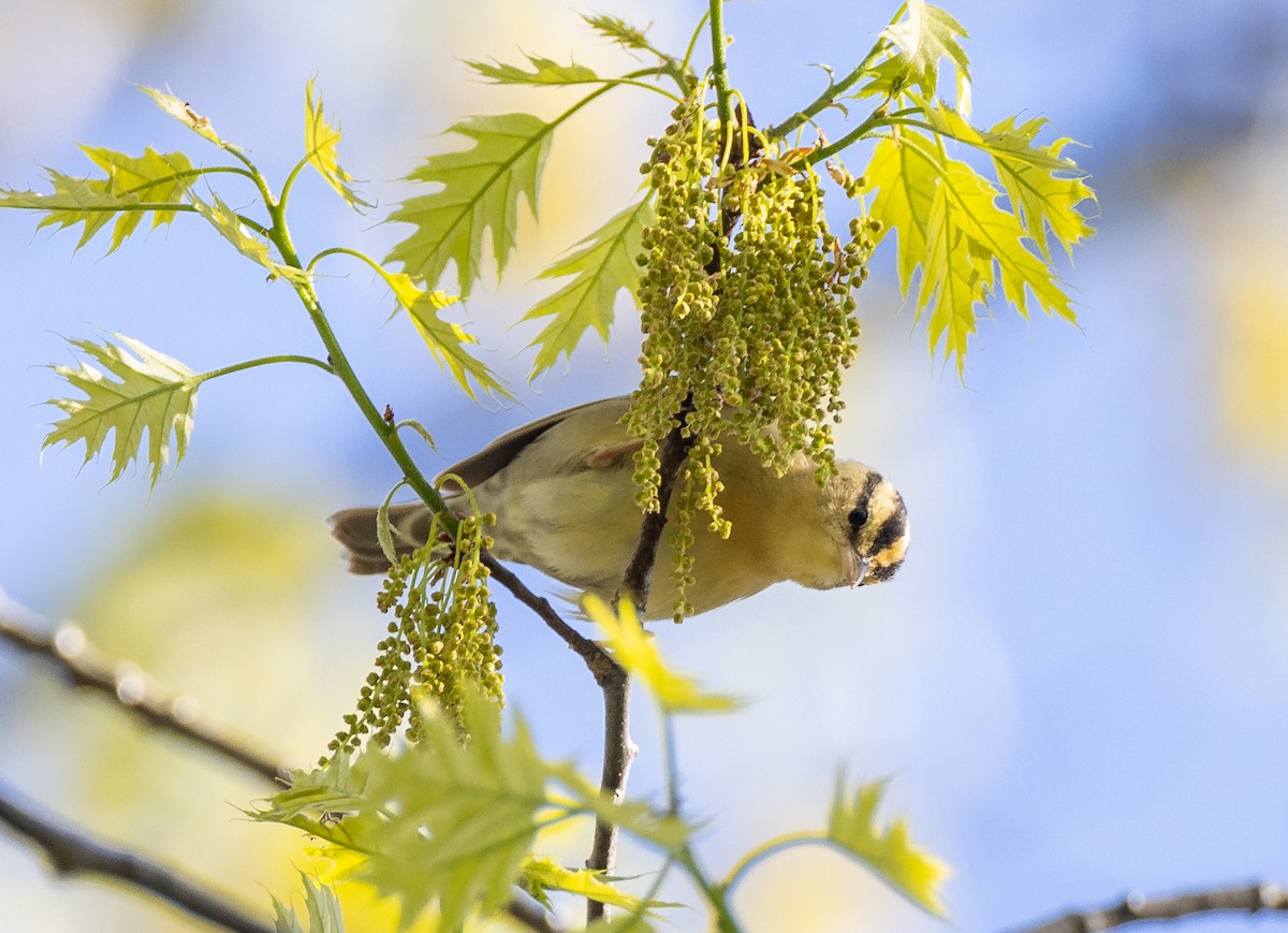 Worm-eating Warbler - Matthew Sabourin