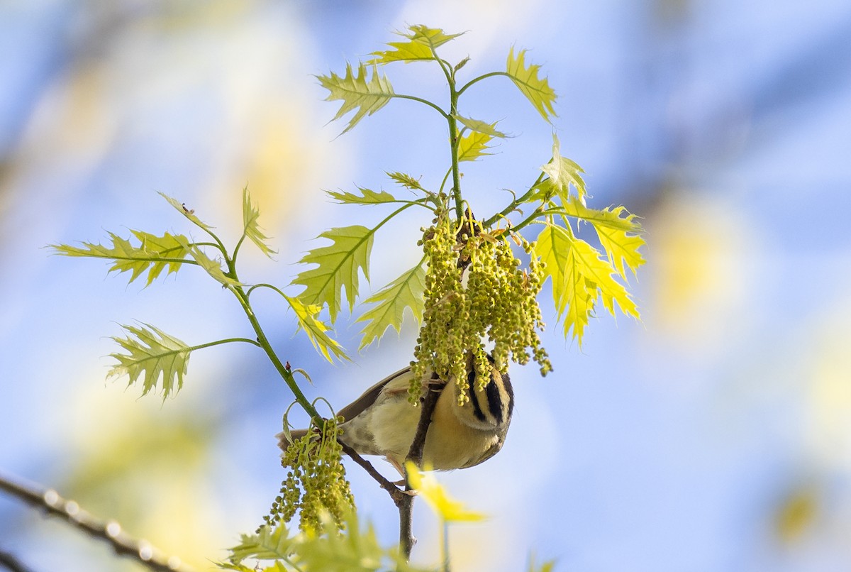 Worm-eating Warbler - Matthew Sabourin