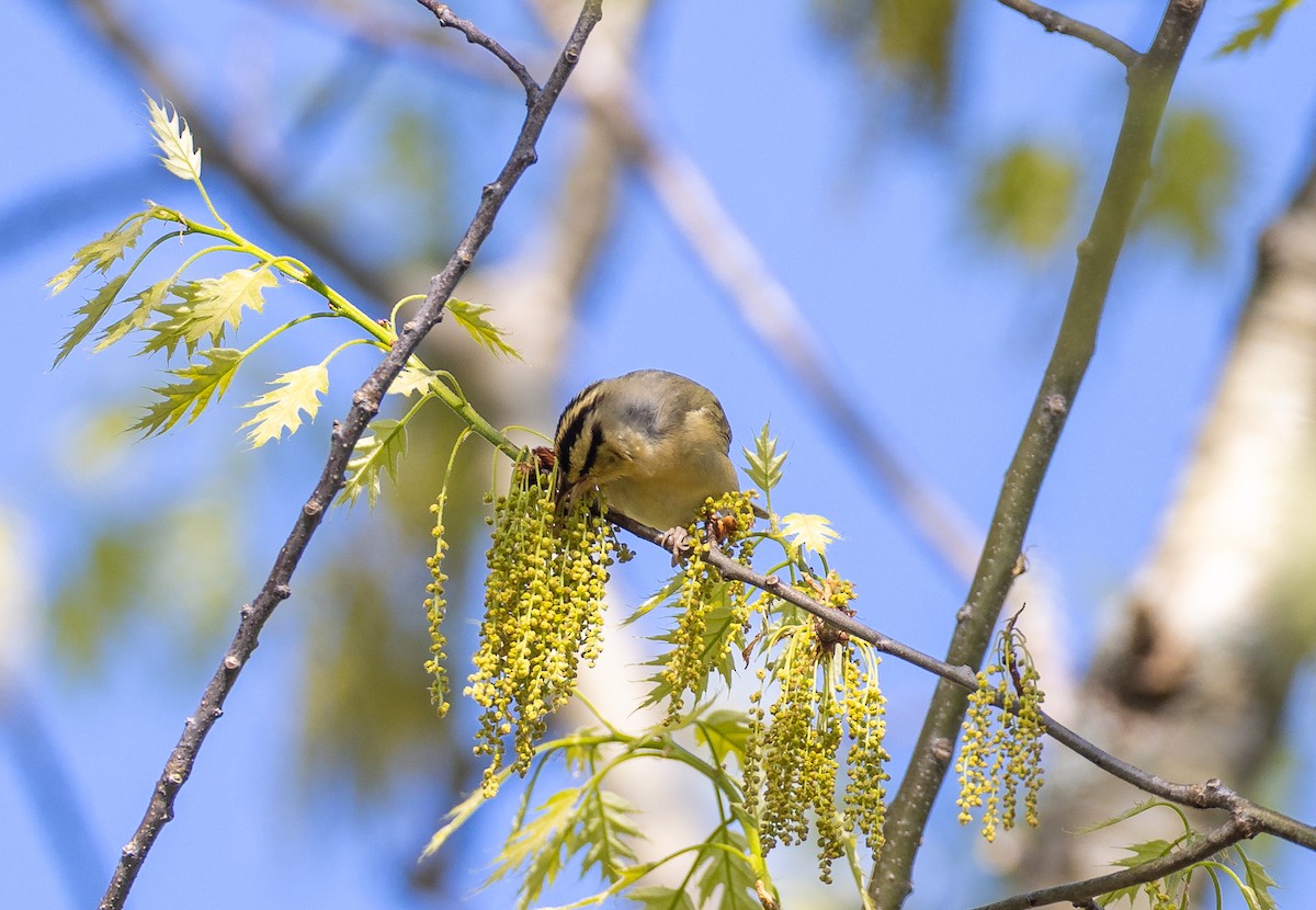 Worm-eating Warbler - Matthew Sabourin