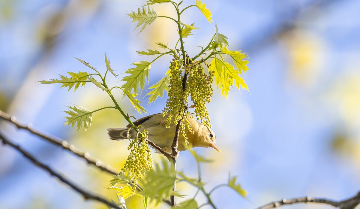 Worm-eating Warbler - Matthew Sabourin