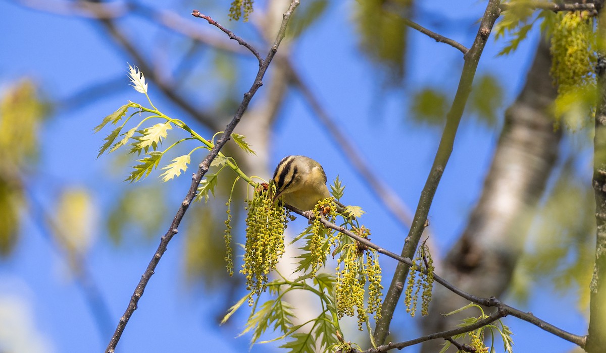 Worm-eating Warbler - Matthew Sabourin