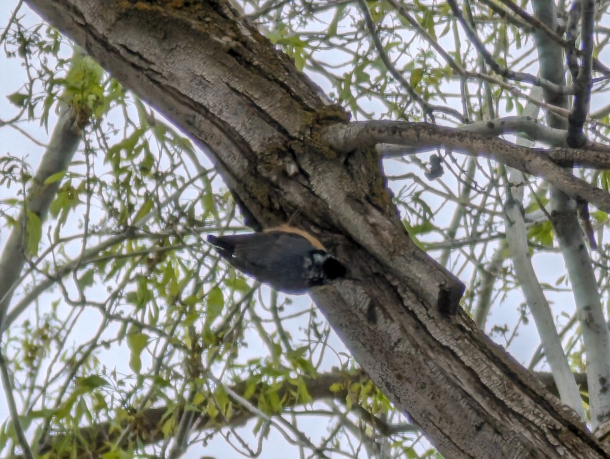 Red-breasted Nuthatch - ML618613228