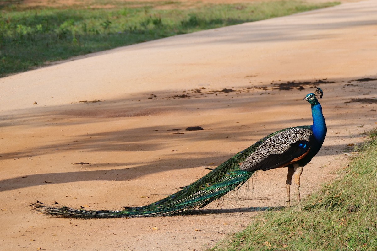 Pavo Real Común - ML618613266