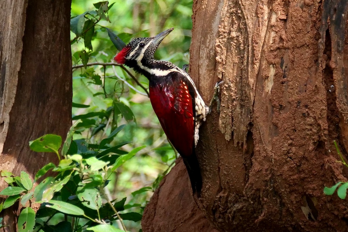 Red-backed Flameback - Henry Cook