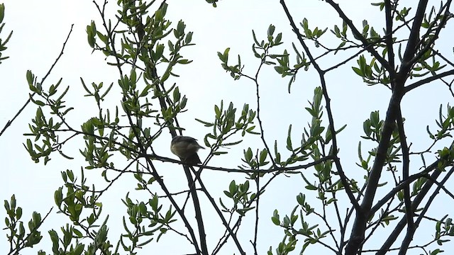 Buff-throated Warbler - ML618613304