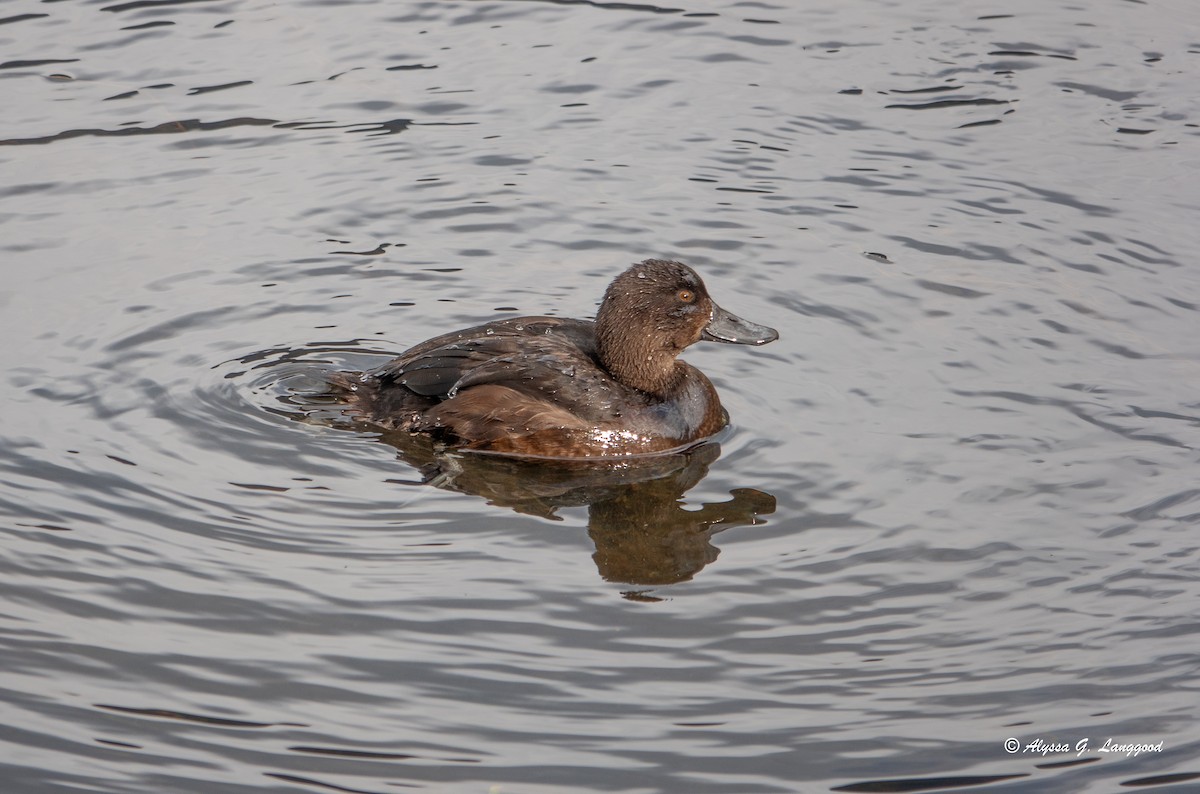 New Zealand Scaup - Anonymous