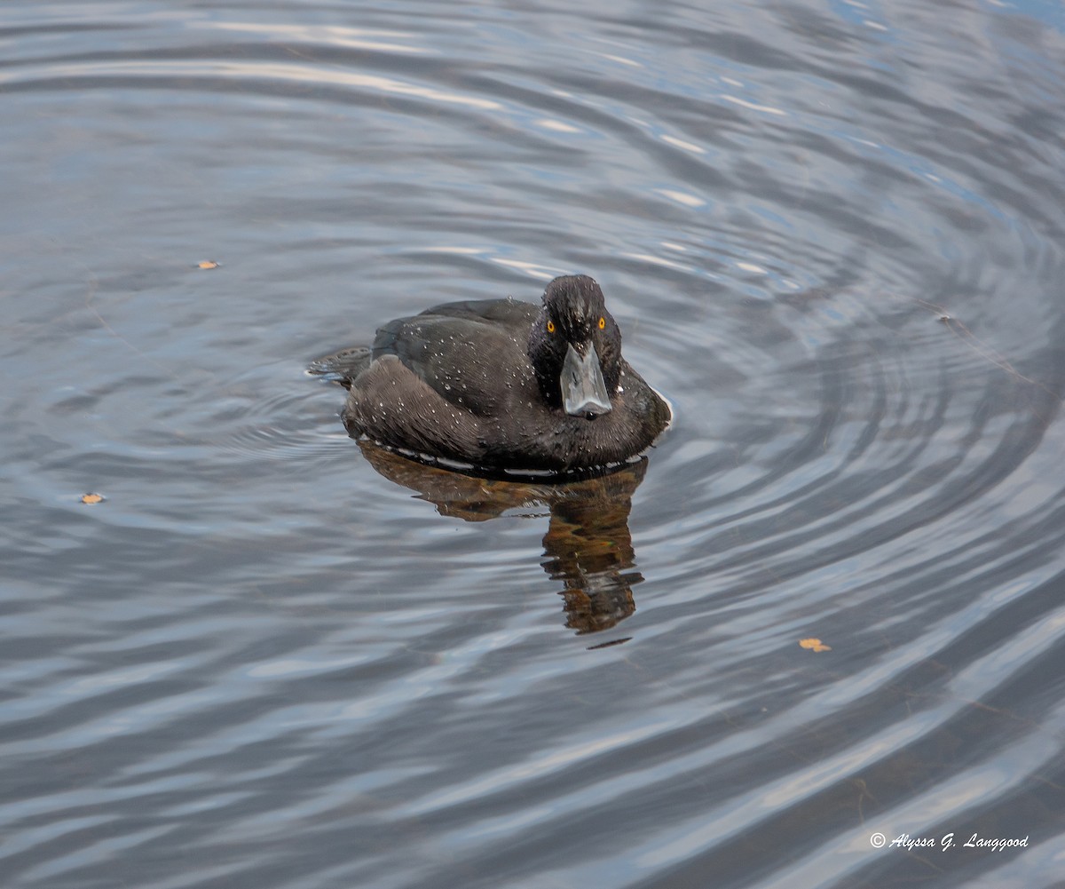 New Zealand Scaup - ML618613325