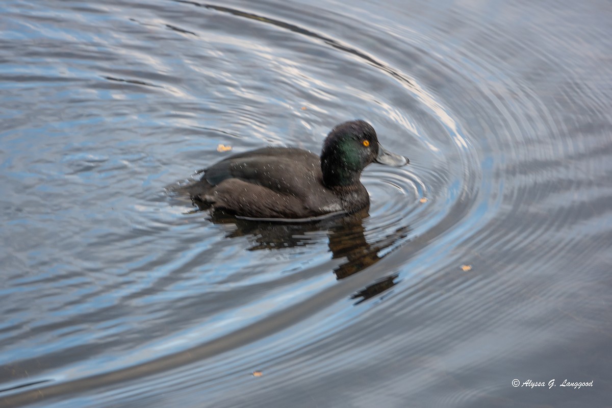 New Zealand Scaup - ML618613335