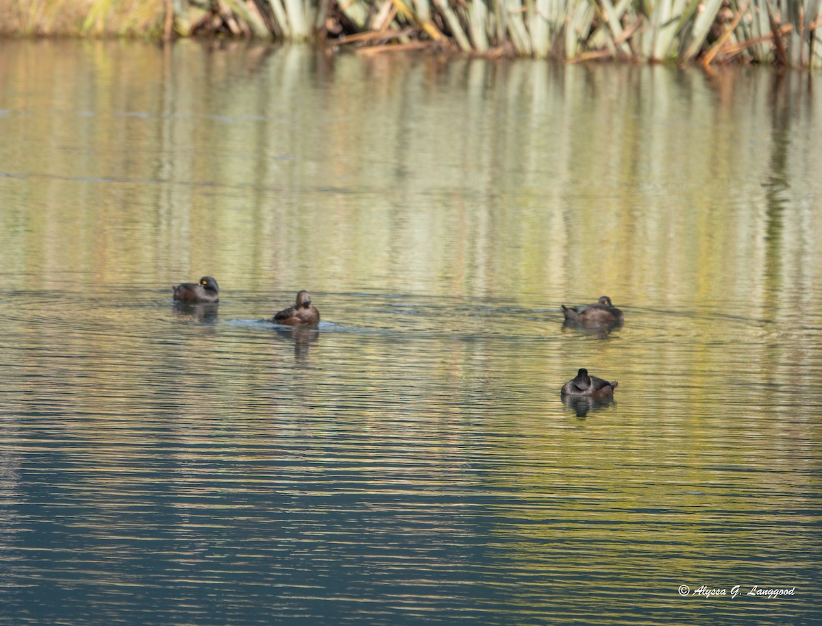 New Zealand Scaup - ML618613339