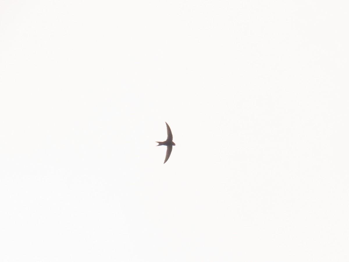 Common Swift - ML618613373