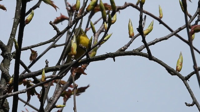 Whistler's Warbler - ML618613375