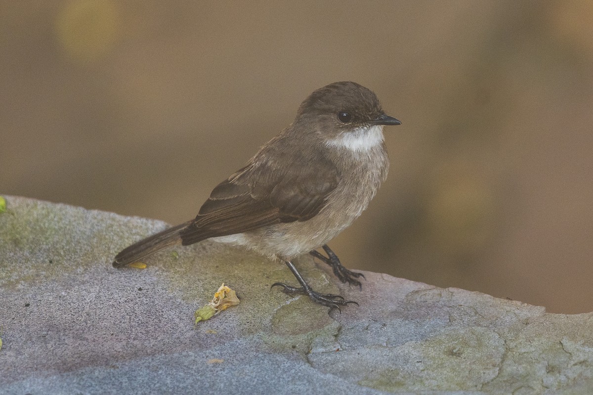 Swamp Flycatcher - Joseph Walston