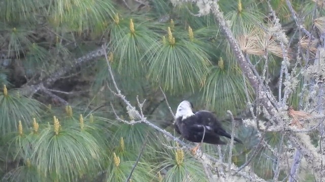 White-collared Blackbird - ML618613386