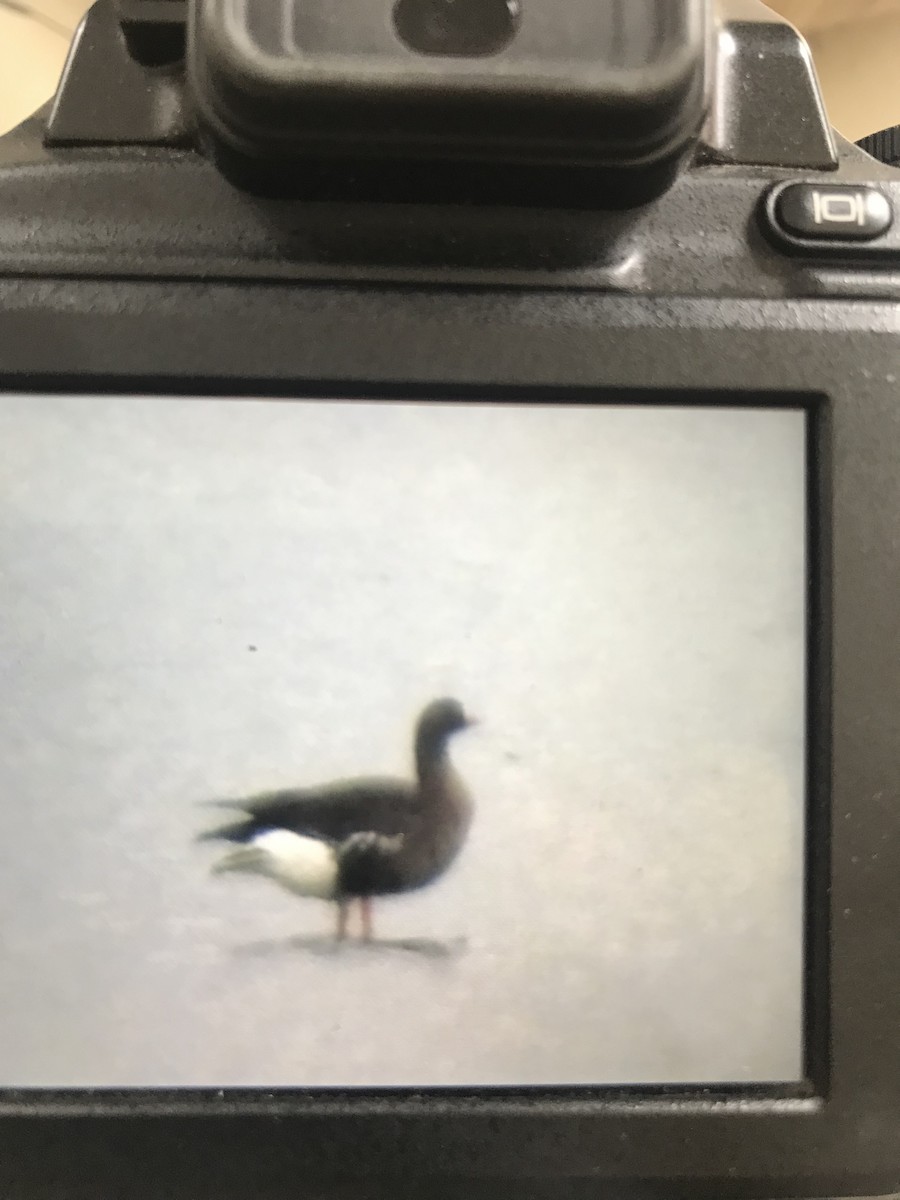 Lesser White-fronted Goose - ML618613408