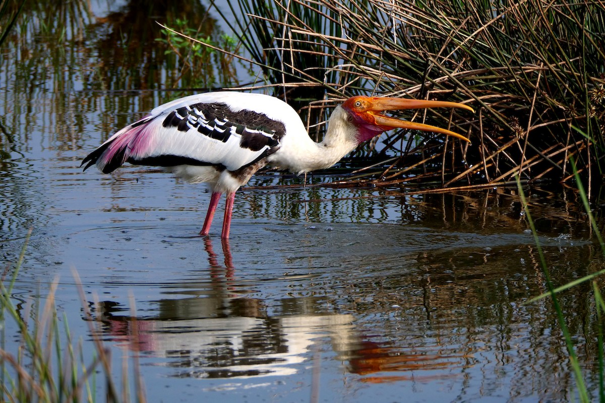 Painted Stork - Henry Cook